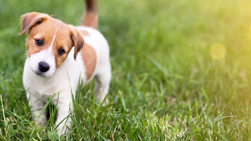 Nằm mơ thấy chó có cả ý nghĩa tốt và xấu